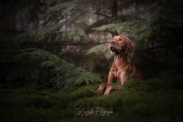 Marjelle Otten Fotografie te Zwolle