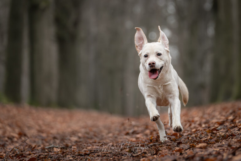 Marjelle Otten Fotografie te Zwolle