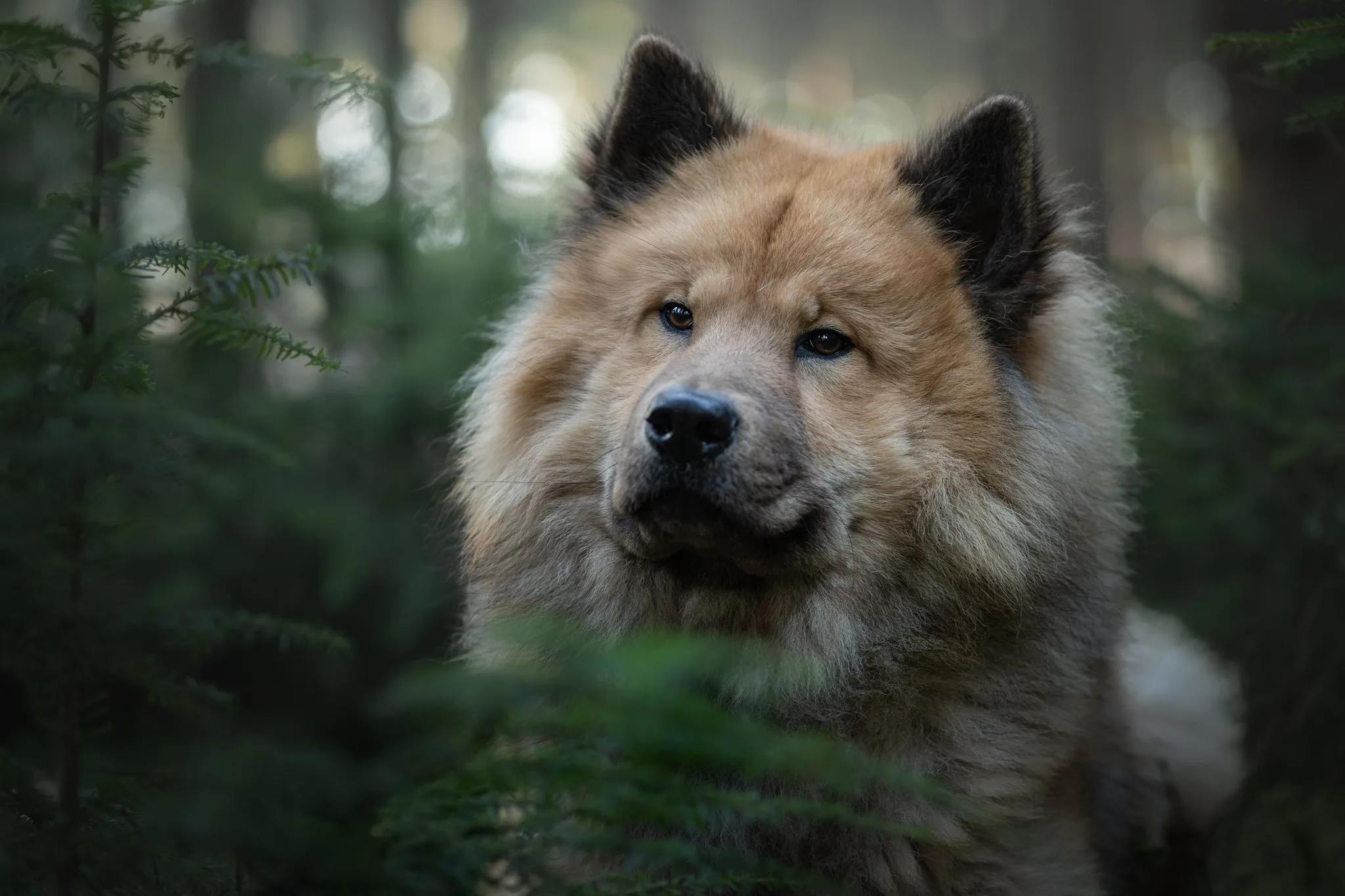 Hondenfotograaf Marjelle Otten