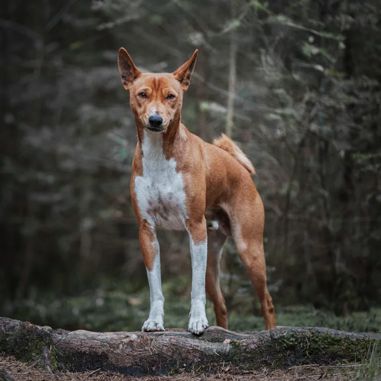 Een Basenji staat trots in het bos, vastgelegd door een dierenfotograaf in een natuurrijke omgeving