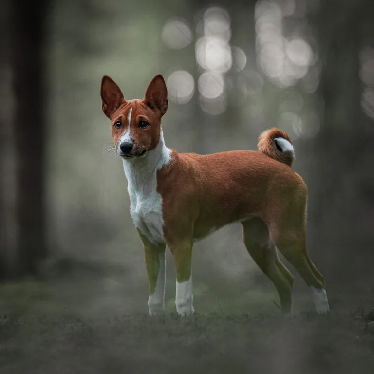 Mooi portret van pup. Jodelhond, Basenji. Professionele hondenfoto in mooie boslocatie