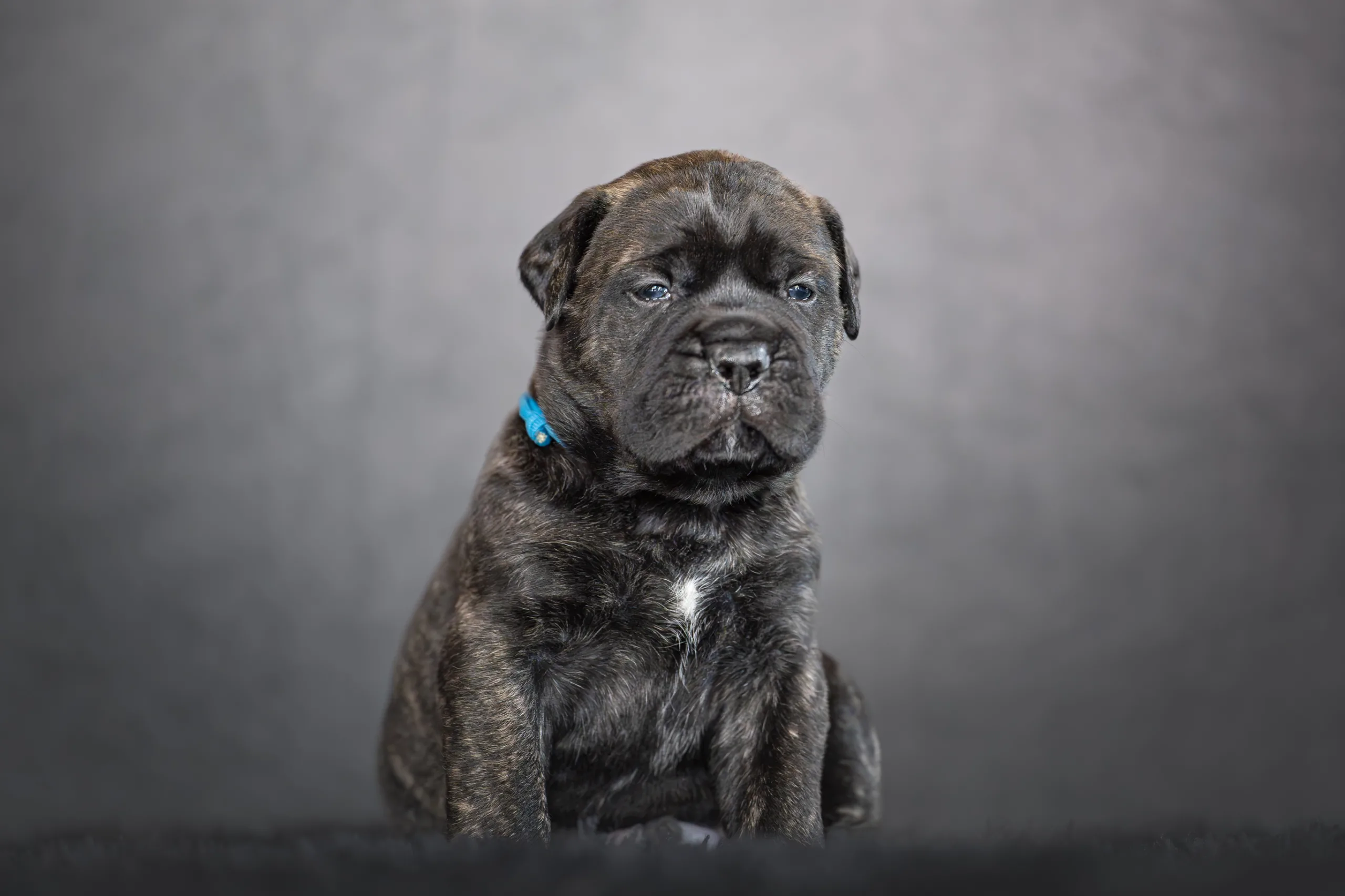 Hondenfotograaf Marjelle Otten
