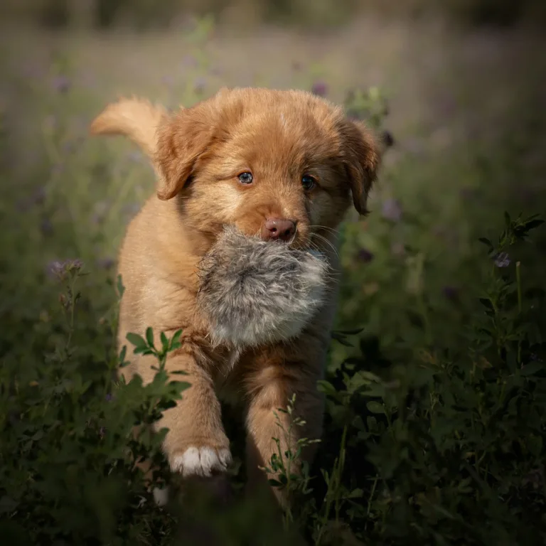 Een kleine pup kijkt nieuwsgierig de camera in, vastgelegd in een mooie groene natuur.